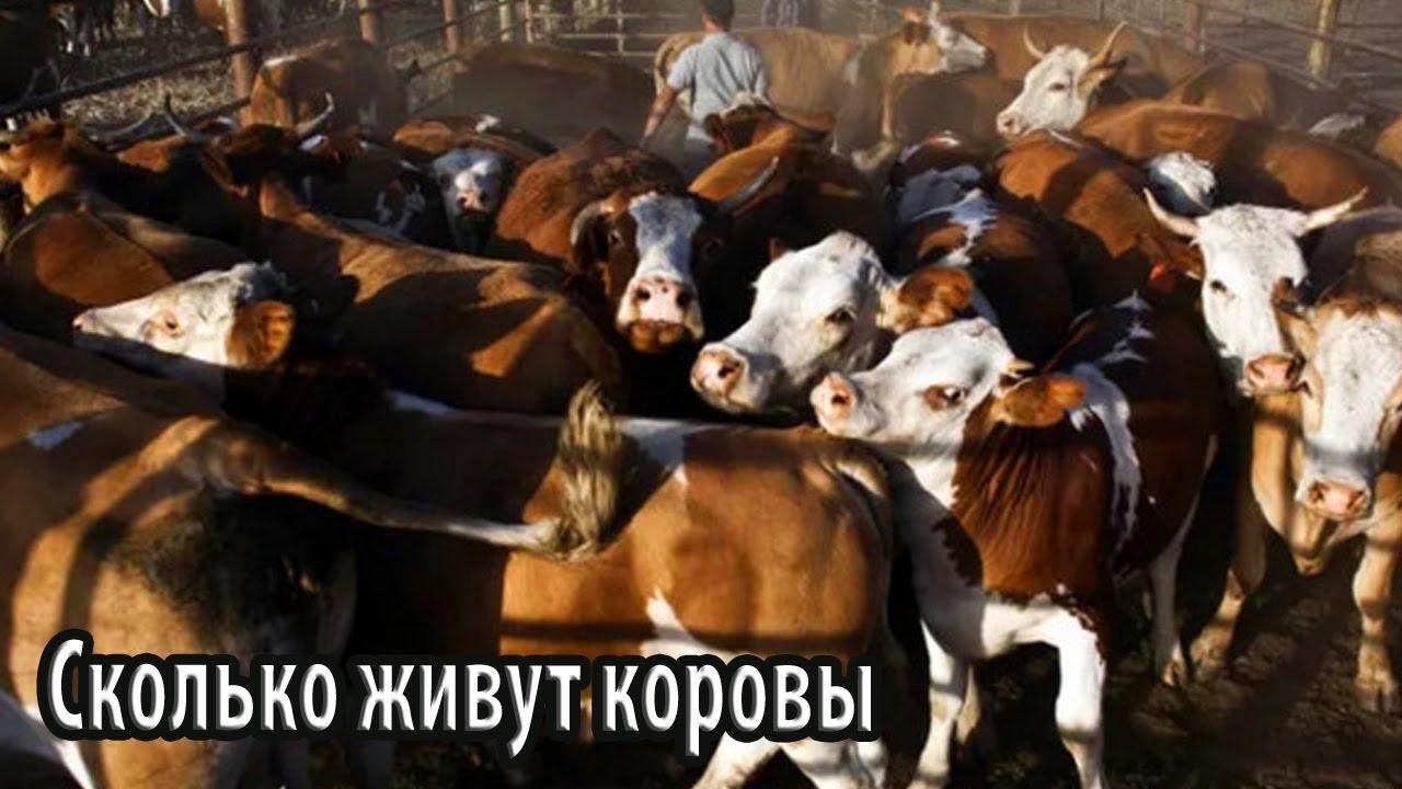 Сколько живут коровы: от фермерских будней до жизни долгожителей